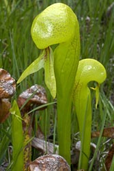 darlingtonia californica thumbnail graphic